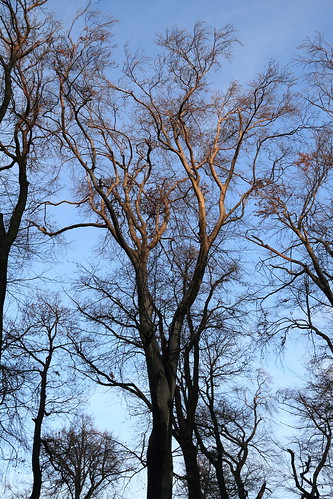 Skeleton Trees in Sunset