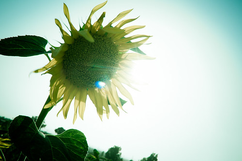 sunset atardecer sunflower 365 girasol