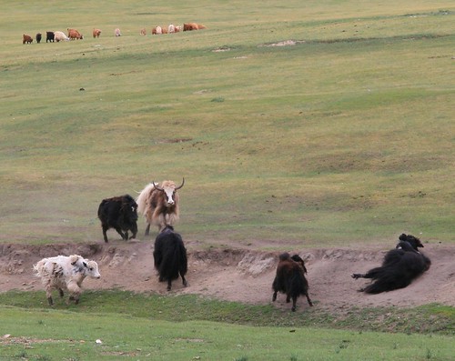 geotagged mongolia ulaanbaatar mng dzuunmod geo:lat=4774132915 geo:lon=10687255383
