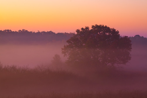 morning autumn usa mist tree fall nature fog wisconsin america sunrise landscape photography dawn photo october midwest image belleville foggy picture american northamerica 2011 canoneos5d danecounty canonef100mmf28macrousm brooklynwildlifearea lorenzemlicka