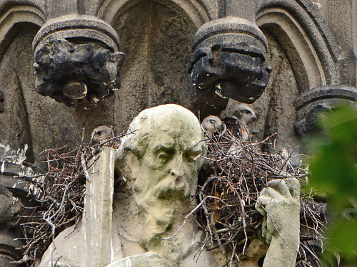 Cathedral Hawk Nest (0122)