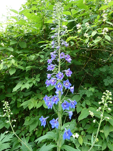 travel blue plant flower nature europe blossom bloom delphinium lithuania kaunas