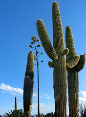 Saguaros by Lake Pleasant Visitor Center
