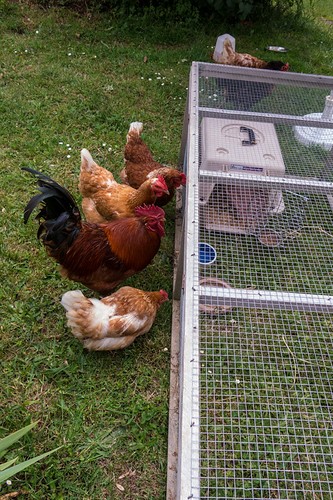 Curious chickens