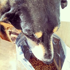 Check out our #review of #Petbrosia custom blend #dogfood on the blog and enter to win a 3lb bag for your #dog Link in profile. #dogstagram #giveaway #dogs #petnutrition