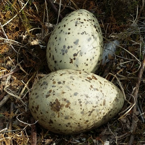 two white canada nature leaves geese spring babies nest wildlife egg feathers shell samsung canadian goose manitoba hidden note galaxy huge eggs hatch android speckled canadagoose nofilter mcarthur whiteshell gooseegg nestegg twoeggs mcarthurfalls speckley canadagooseeggs instagram samsunggalaxynote