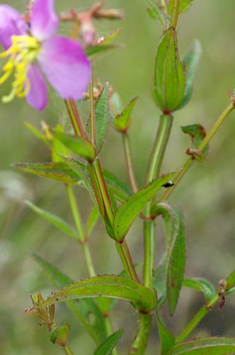 pink flower melastomataceae rhexia handsomeharry rhexiavirginica