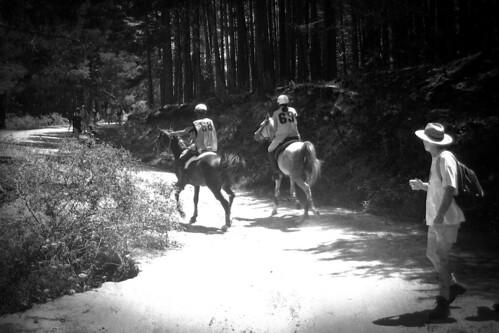 madrid horses rural caballos cam sierra bosque pinares carrera sierranorte rascafria elpaular valledellozoya