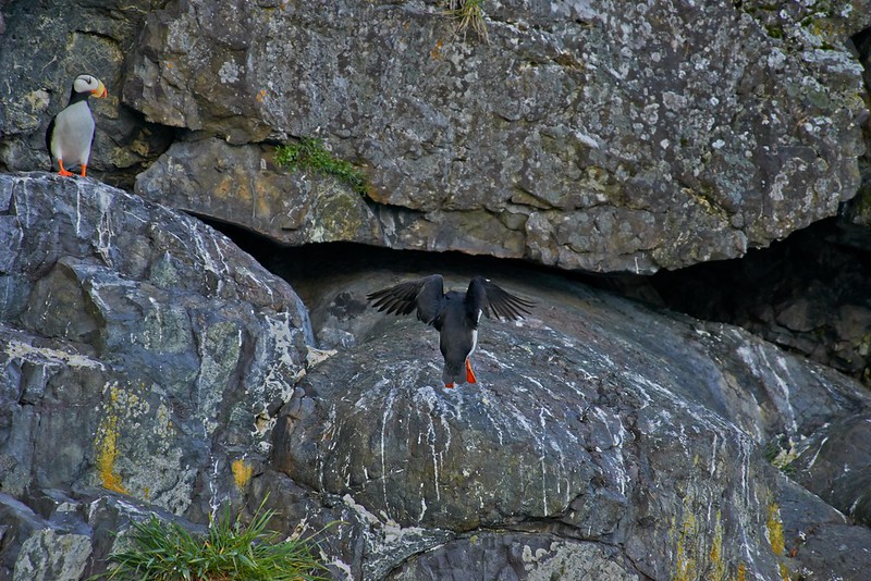 Horned Puffins - Kenai Fjords National Park