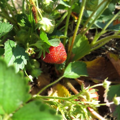 A beautiful evening to go strawberry picking!
