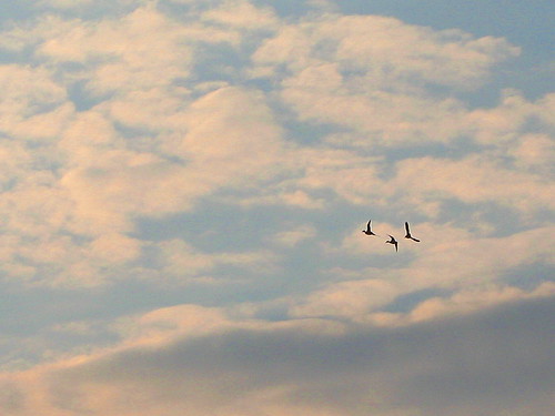 sky cloud weather clouds sunrise dawn flying ducks
