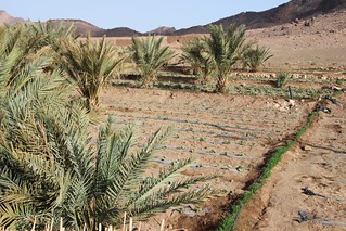 Cash crops and irrigation - growing Pastèque [Water Melons] in the desert, nr Zagora, Morocco