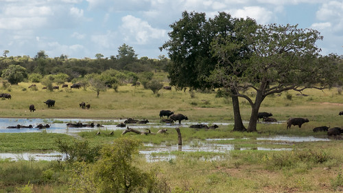 africa water southafrica pond buffalo capebuffalo krugerpark sanparks