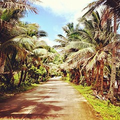 #coconut #trees along the national road of #Basco #town. #roadtrip #streetphotography #iphonephotography #instamood #insta_artist #igerspinoy #batanes #igdaily #instahub #instagramers
