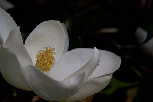 white petals tn nashville blossom tennessee drop magnolia andrewjackson hermitage davidhopkinsphotography