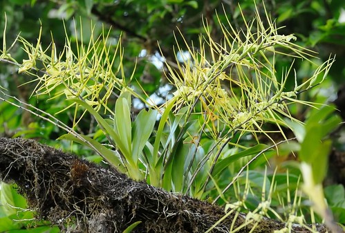orchid spider brassia verrucosa