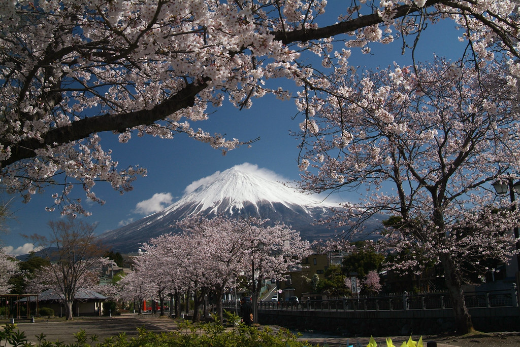Mt.Fuji & Cherry Flower