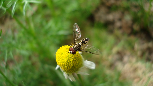 flower macro peru insect fly lima sweet arthropod