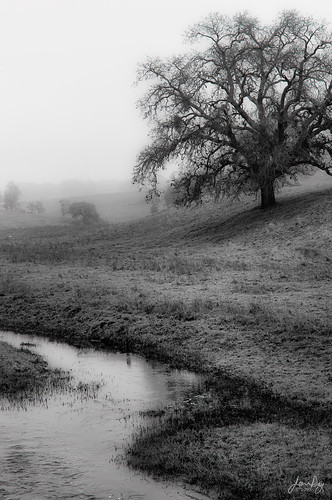 california ca trees bw water monochrome grass fog rural creek oak folsom january sacramento thisisatest scottroad 2011 sierranevadafoothills jday jeanday