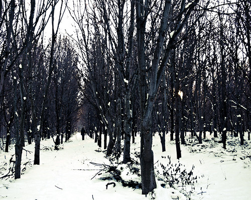 trees winter snow pen painting vanishingpoint walk olympus ep1