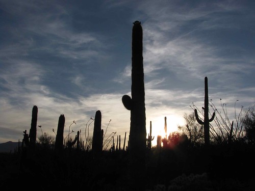 arizona usa cacti landscapes unitedstatesofamerica sunsets gps succulents 2010 saguarocactuscarnegieagigantea ocotillofouquieriasplendens
