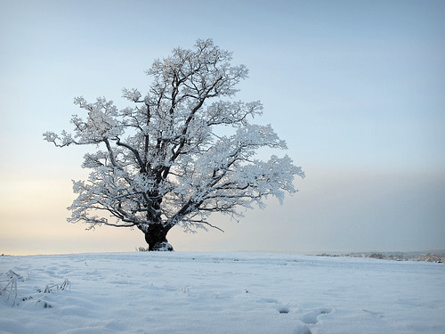 winter sky white snow cold tree art norway landscape norge seasons olympus literature minimalism wei tre umb sanmao ås e410 applewei