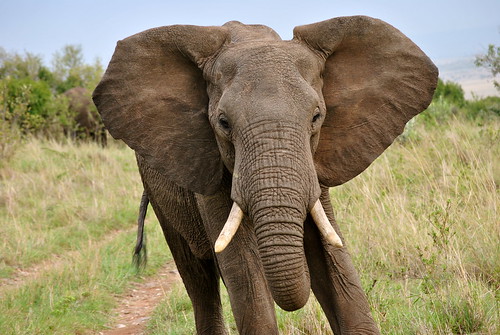 elephant ears. 