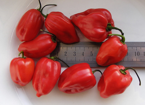 Adjoema chili pepper