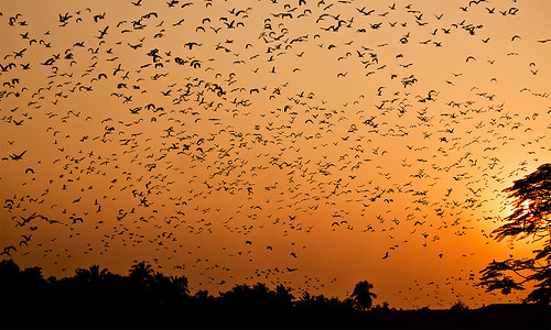 sunset sky birds canon evening westbengal canon500d jhill santragachhi colorphotoaward impressedbeauty 55250is rubyphotographer souvikmaitra