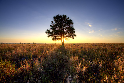 arizona tree field grass sunrise alone lonely hdr isolated