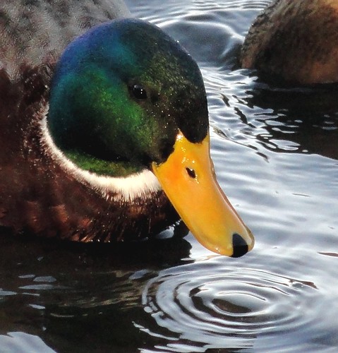 bird water bill duck head mallard ánadereal