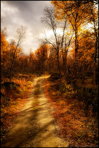 road autumn light orange brown fall nature sunshine yellow forest landscape sweden lappland foliage trail lapland sverige leafs höst norrland ruska vasterbottens 52kmeofumfors