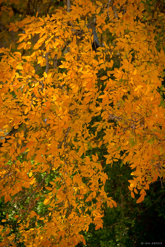 autumn tree fall leaves yellow canon gold golden leaf flowersplants canonef28135mmf3556isusm campusbeauty canoneos7d ©ianaberle
