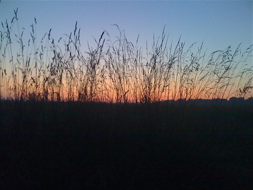 sunset weeds sullivanin