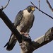 Peregrine falcon seen along the Aldo Leopold trail in Albuquerque, NM