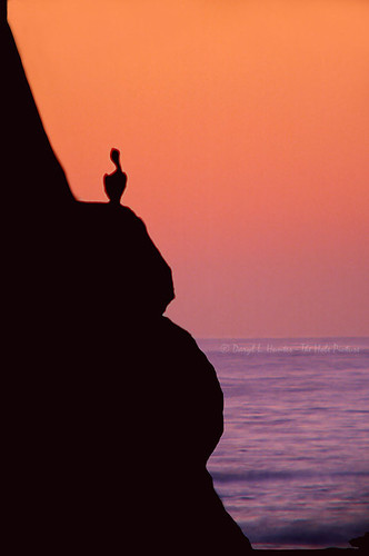 ocean california seascape morrobay morrorock pelicansilhouette pelicansilhouettesunsetmorrobaycalifornia