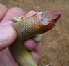 <a href="http://www.flickr.com/photos/randomtruth/5730604616/">Photo of Plestiodon gilberti by randomtruth</a>