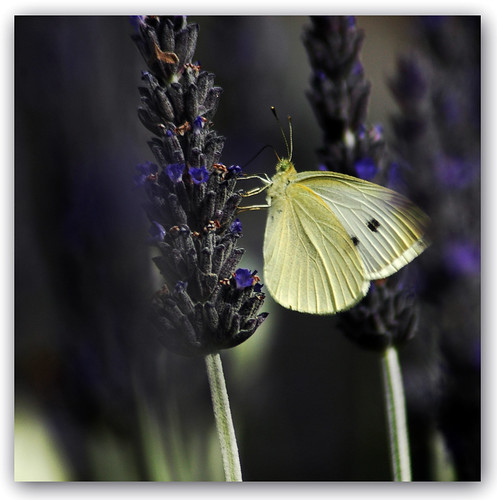 butterfly nikond70 lavender summerisalmosthereyay