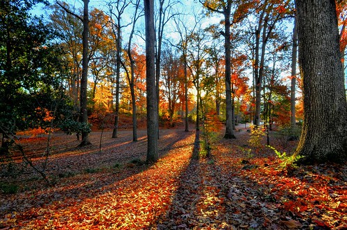 thanksgiving park autumn atlanta fall leaves photoshop ga georgia paintshop zoo grant elements pro hdr photomatix qtpsfgui