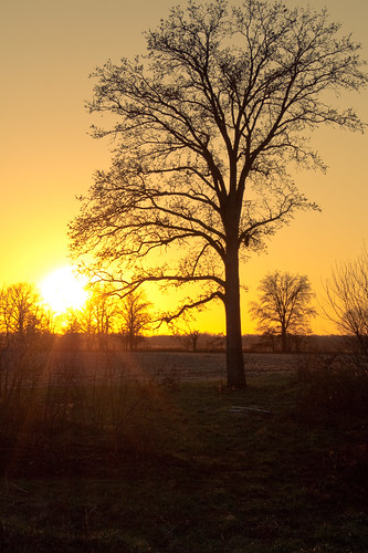 sunset tree illinois farm