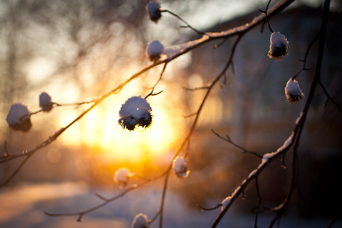 winter sunset snow skåne haze afternoon sweden creative commons fav20 cc f28 skåne 2010 ramlösa fav10 ef50mmf25compactmacro brunnspark canoneos5dmarkii ramlösa ¹⁄₅₀₀sek