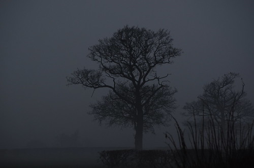 old winter tree fog dark landscape geotagged grey nikon d yorkshire north eerie location norton creepy tagged 5000 nikkor dslr geo malton ryton ryedale d5000