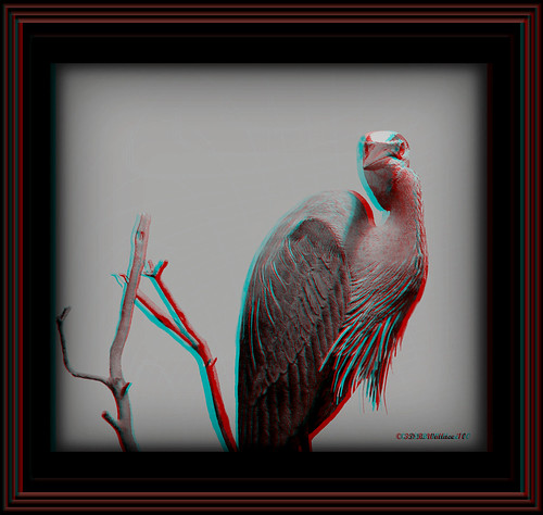 brian wallace brianwallace art ewf eastonwaterfowlfestival carving sculpture fineart detail decoy depth chacha anaglyph 3d stereo stereoscopy stereoscopic stereographic stereoimage stereopicture indoors inside artpiece gallery beautiful easton md maryland nature skill expensive grayscale bw blackandwhite monotone heron waterfowl bird