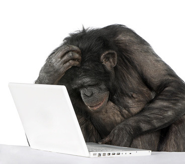 Chimpanzee playing with a laptop