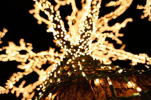 christmas winter tree night lights bokeh