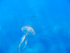 Medusa di Gozo 2