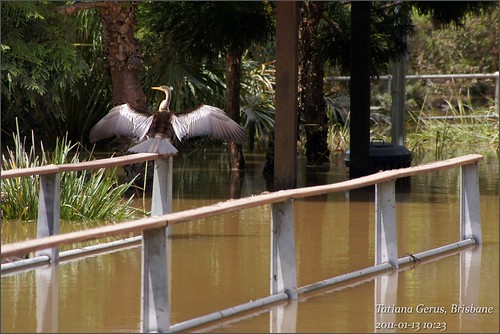 road park bird water wings flood january australia waterbird brisbane qld queensland suburbs shag darter centenary 2011 qldflood