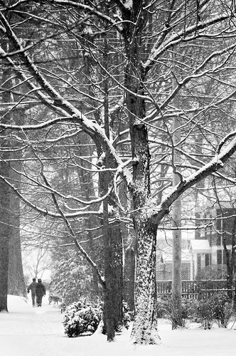 lakebluffillinois january winter snow walkingthedog blackandwhite forshaefer myblackandwhiteinspiration awinterwalk thoreau pixelmama explore