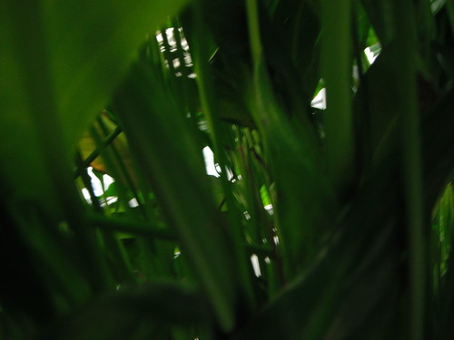 plants green hiding