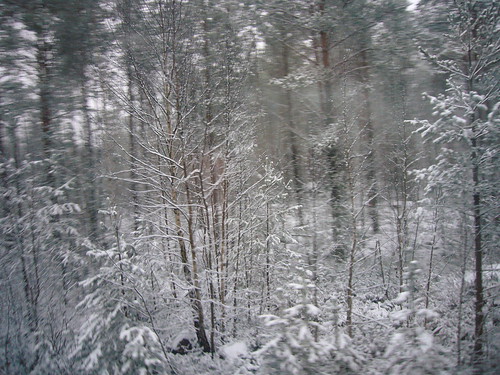 trees winter snow norway
